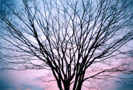 Cherry tree in autumn sunset (LOMO LC-A)